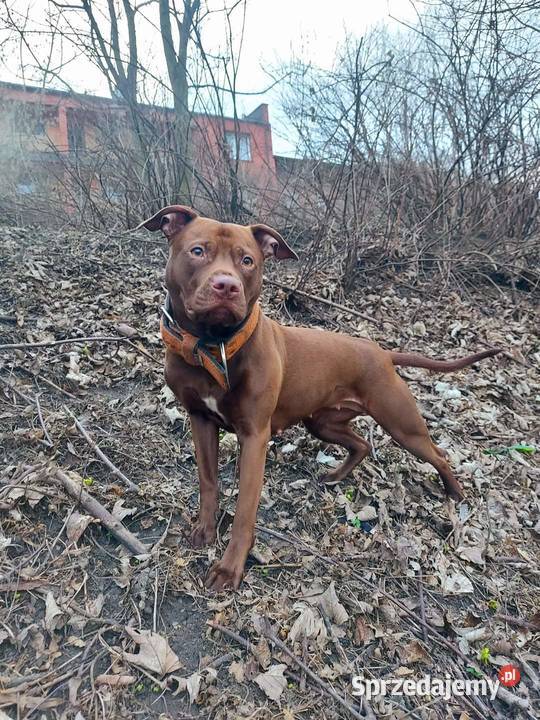 American Pit Bull Terrier ADBA Zapowiedź Siemianowice Śląskie