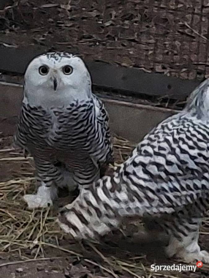Sowy śnieżne Ptaki Grodzisk Wielkopolski