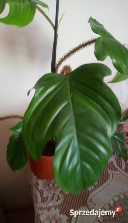 Kwiaty doniczkowe Philodendron squamiferum 001 Warszawa sprzedam