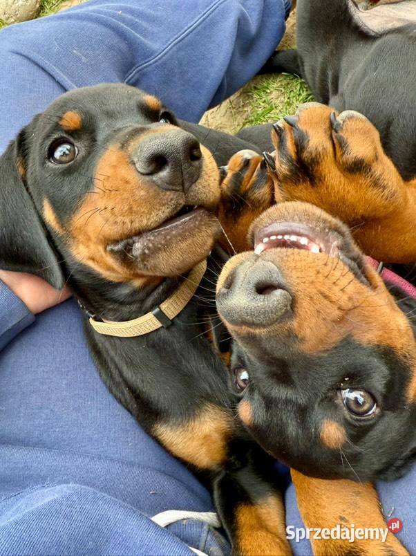Szczenięta dobermana Championie z doskonałym Lublin
