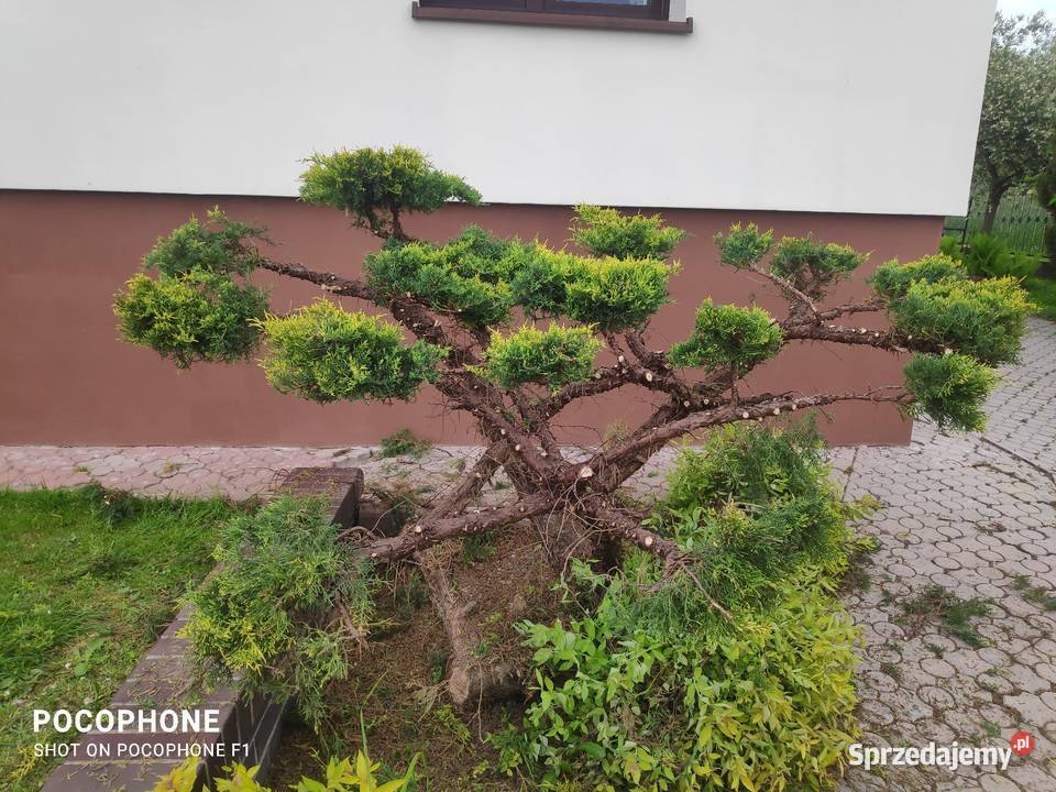 Przycinanie bonsai ciecie strych krzewów pod świętokrzyskie Chęciny sprzedam