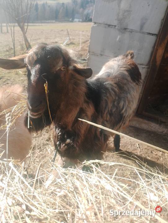 Sprzedam kozę i capa Limanowa