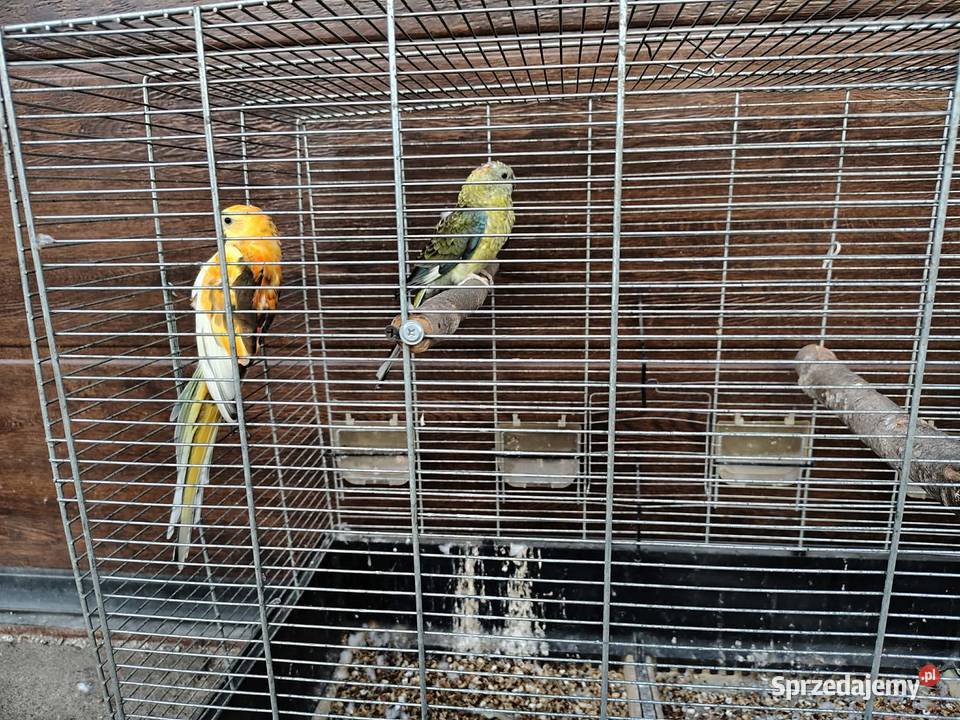 Papugi para wielkopolskie Śmigiel