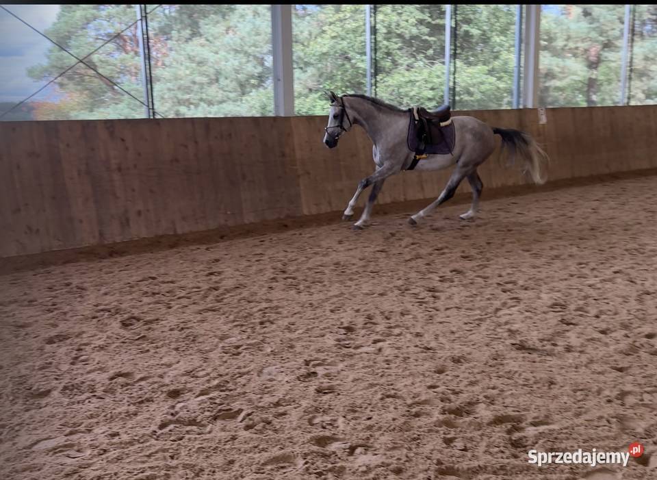 Sprzedam angloaraba Zielona Góra