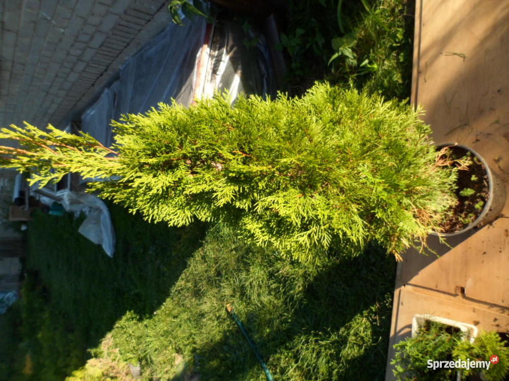 Krzewy ozdobne iglaki Mszczonów sprzedam