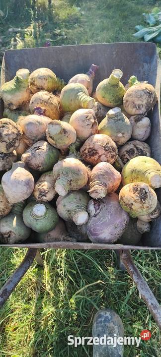 Brukiew jadalna ekologiczna pomorskie Garcz