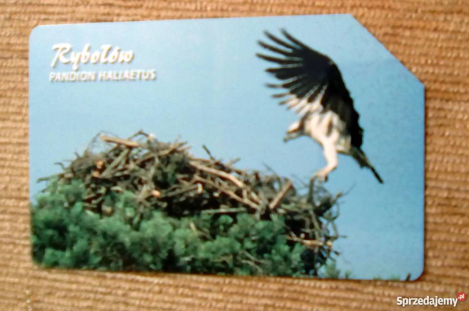RYBOŁÓW PTAK WIELKICH JEZIOR Antyki, Sztuka, Kolekcje Piszczac sprzedam