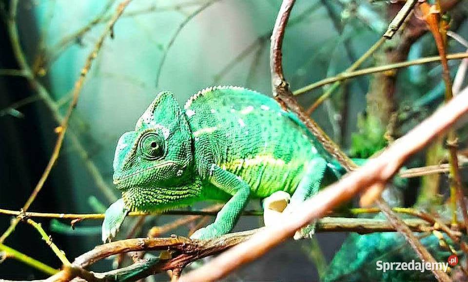 Kameleon jemeński, kameleony jemeńskie, pojedynczo lub hurtowo