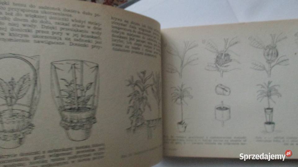 ogród ogrodnictwo uprawy sad kwiaty warzywa