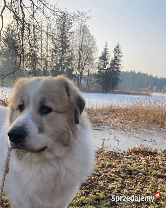 PIRENEJSKI PIES GÓRSKI SZCZENIĘ GOTOWE DO Tczew