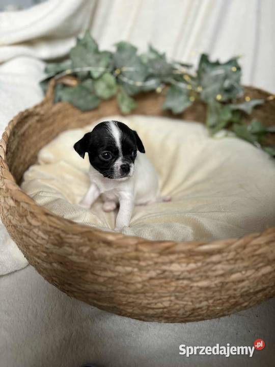 Suczka Chihuahua Biała z czarnymi znaczeniami Częstochowa