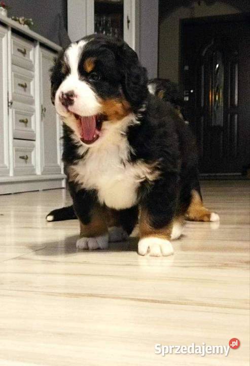 Berneński pies pasterski Koźmin Wielkopolski