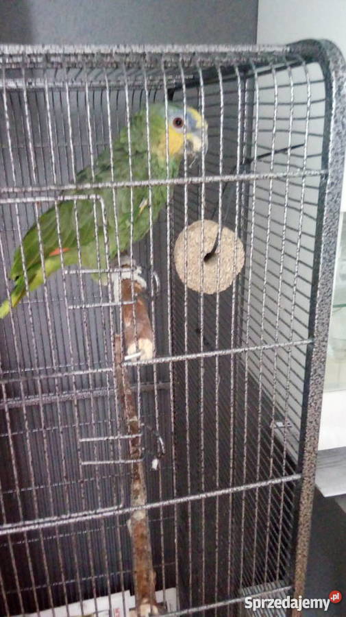 Papuga Amazonka Modrobrewa Rybnik sprzedam