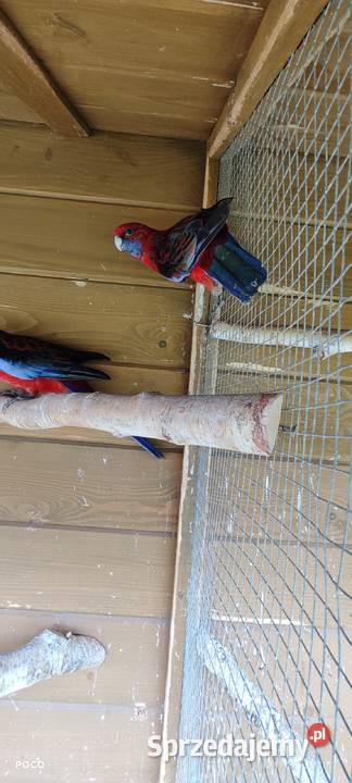 Rozelle królewskie śląskie