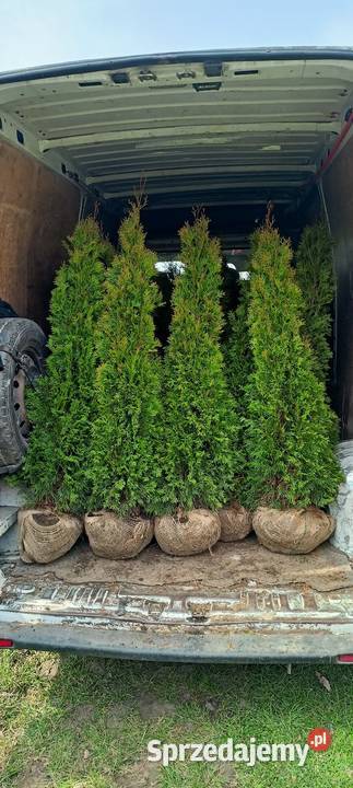Tuja szmaragdy PROMOCJA 130140 Śliwice sprzedam