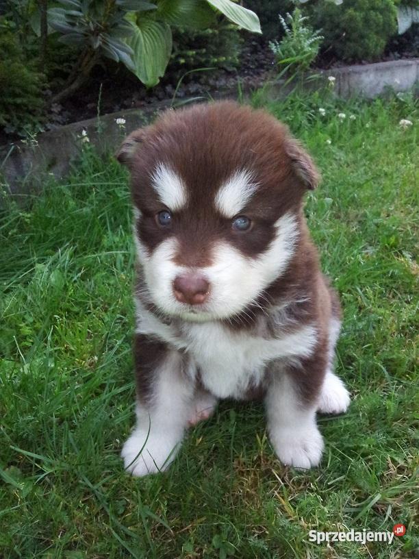 Alaskan malamute szczenięta Aleksandrów Łódzki