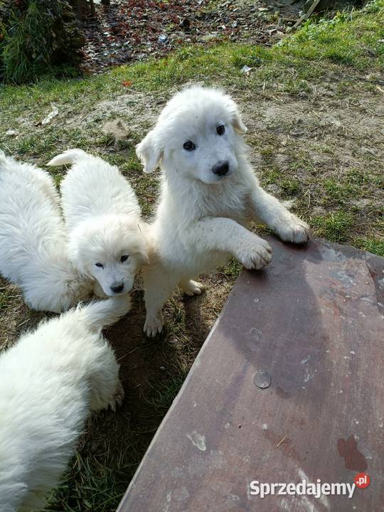Szczeniak owczarek podhalański gotowy do odbioru Charsznica sprzedam