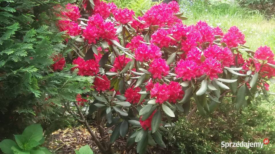 Ogródek działkowy Chorzów