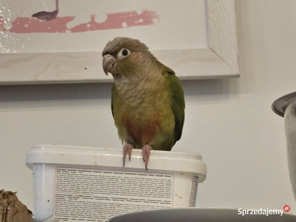 Papuga rudosterka pupil rudosterki oswojone wielkopolskie