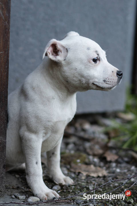 Staffordshire Bull Terrier staffik SUCZKA Kraków