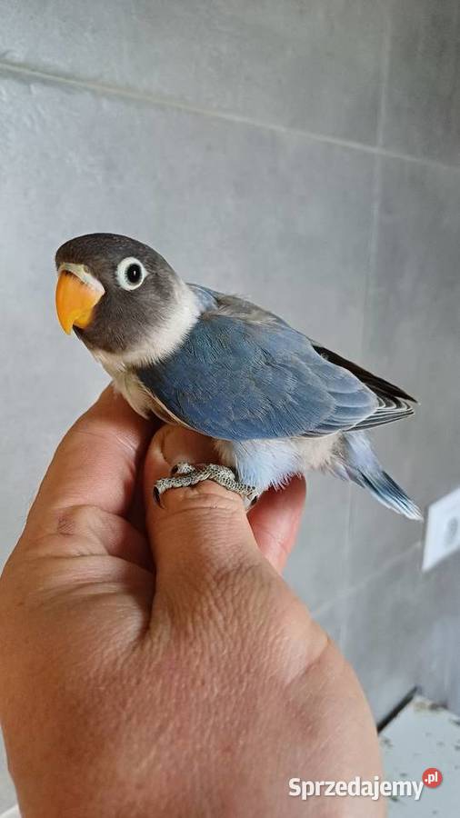 Mnichy nizinne nierozlaczki Stalowa Wola sprzedam