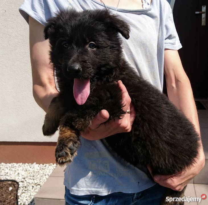 Owczarek niemiecki szczenięta długowłose Milżyn