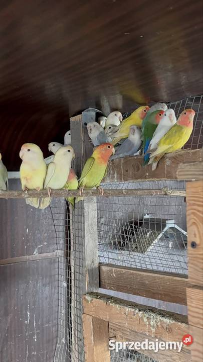 Papugi nierozłączki dolnośląskie Strzegom