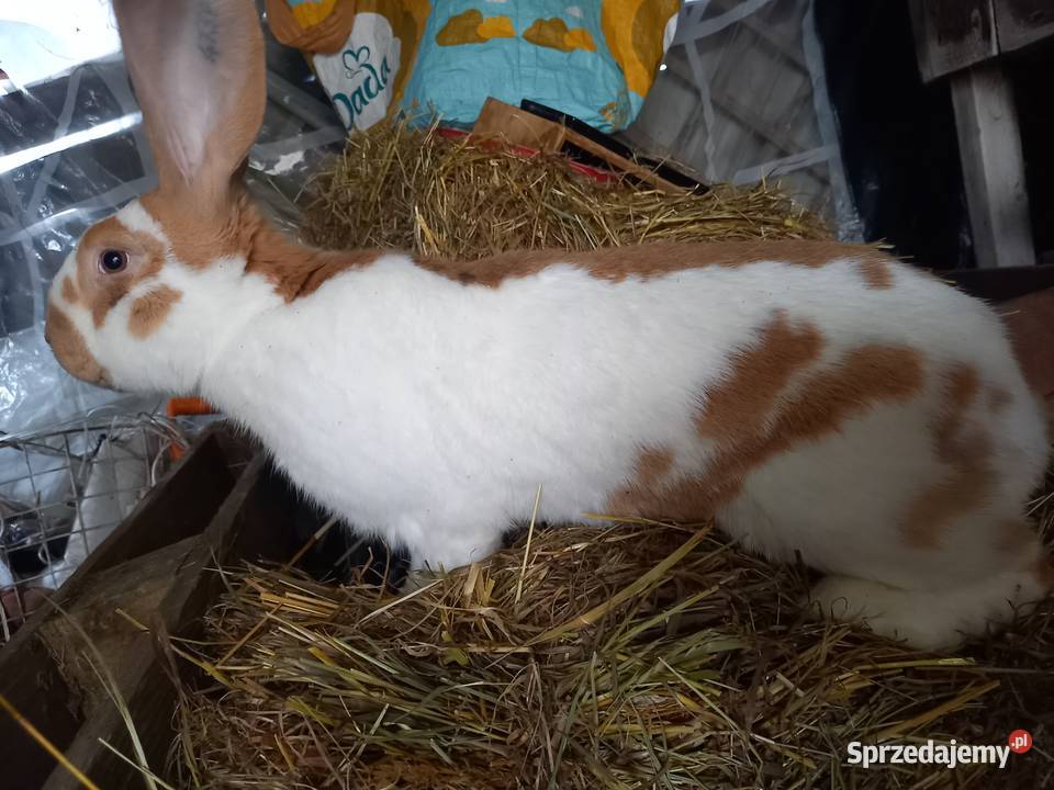 Króliki Olbrzym Srokacz i BOS z rodowodami pomorskie Wejherowo