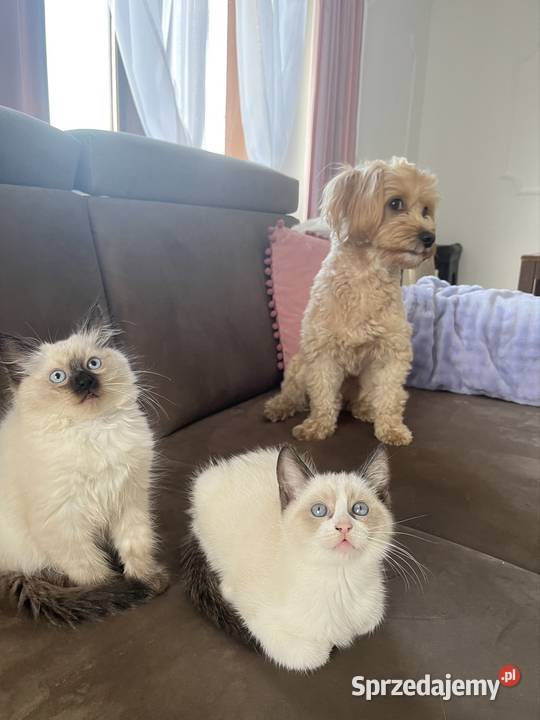 Kotki w typie rasy Ragdoll 13 tygodni kocurki Pozostałe Chełm