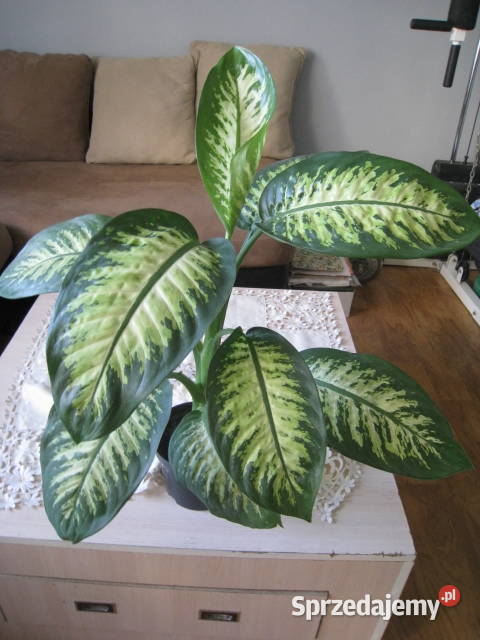 Difenbachia kwiat doniczkowy Częstochowa sprzedam