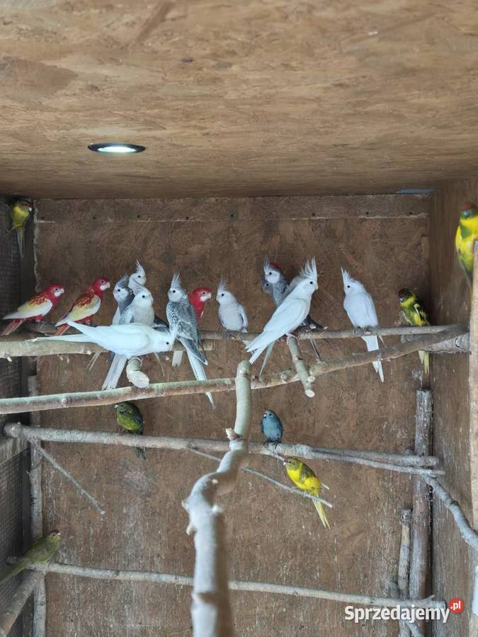 Rozelle białolice kujawsko-pomorskie Brzezie