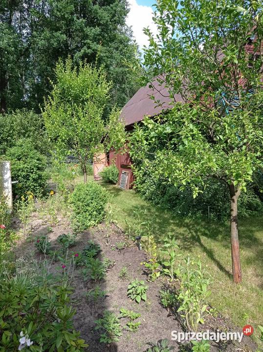 Sprzedam działkę ROD Chobot mazowieckie