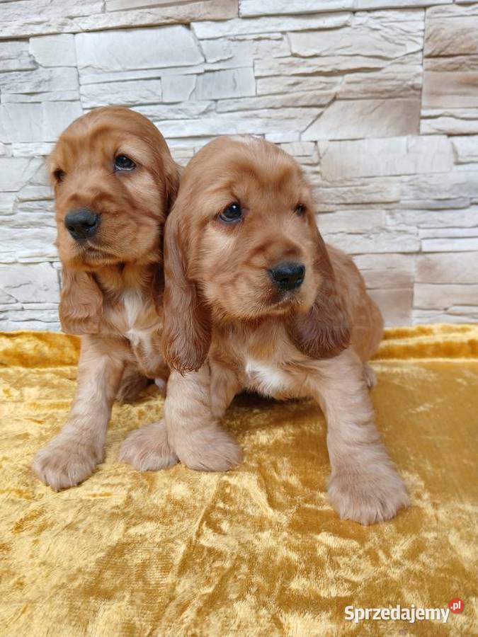 Śliczne Szczenięta Cocker Spaniel Angielski Sieradz