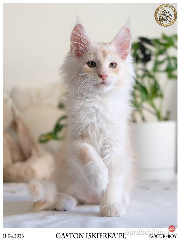 Gaston cudowny przystojniak kocurek maine coon Warszawa