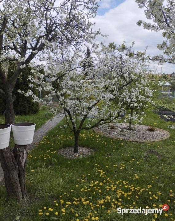 Działka Rekreacyjna 300 m2 Norwida ALTANKA 50zł/m2 Kluczbork