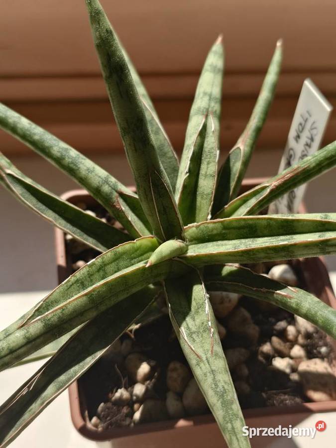 Sansevieria ballyi Tom Grumbley karłowata Warszawa