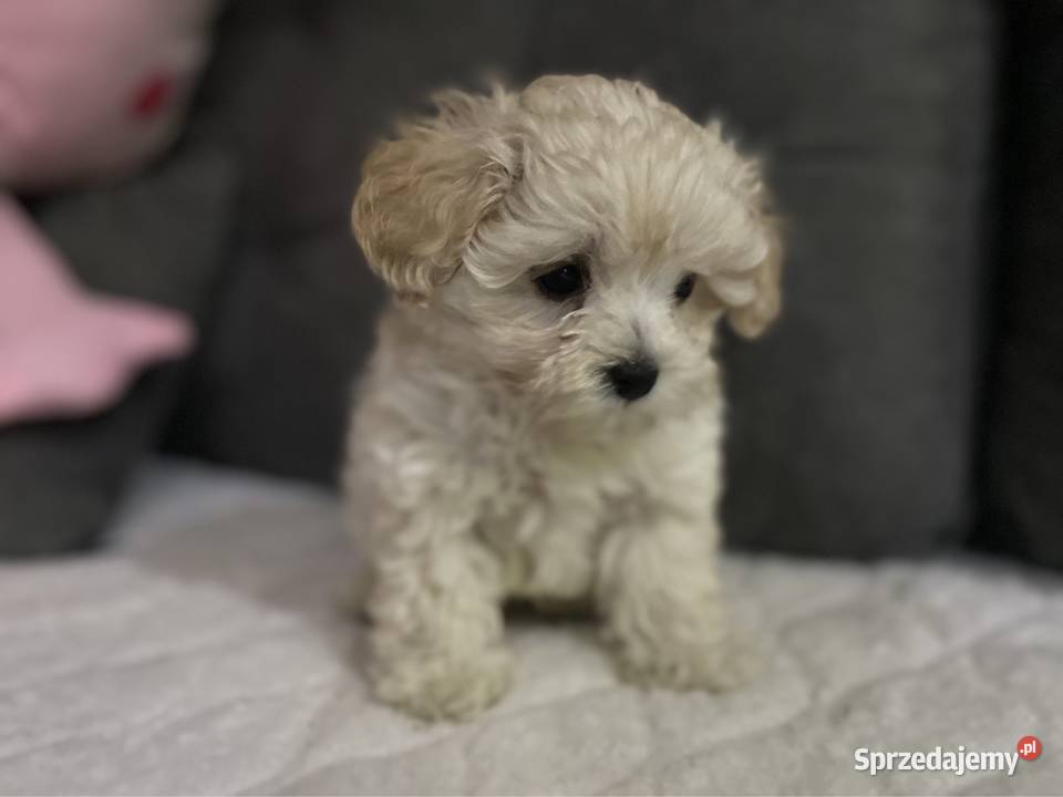 Piesek Maltipoo Pozostałe