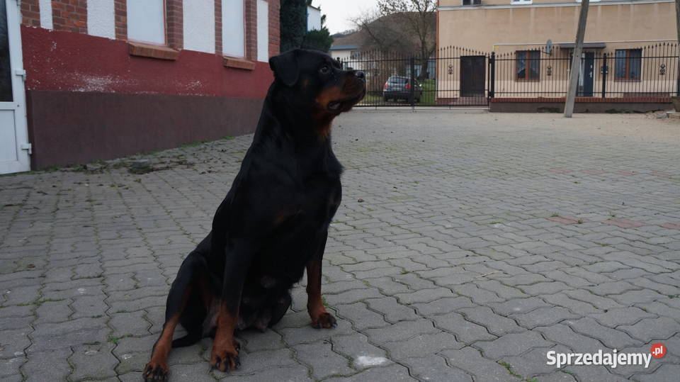 szczeniaki rottweiler kujawsko-pomorskie