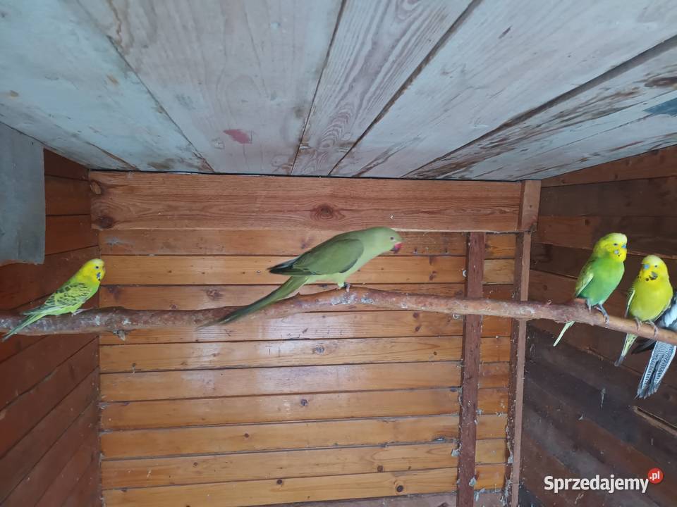 Aleksandretty Aleksandretta