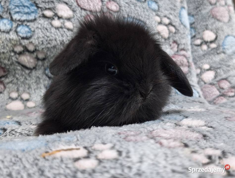 Króliczki Baranki Mini Lopki samczyki