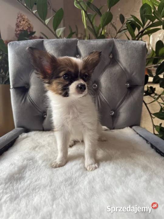 Papilon spaniel kontynentalny miniaturowy Zwierzęta śląskie Dudki sprzedam