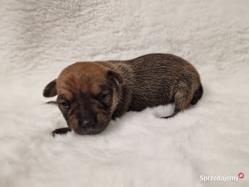 Pinczer miniaturowy XXS zapowiedź miotu ratlerek Zwierzęta mazowieckie Myszyniec