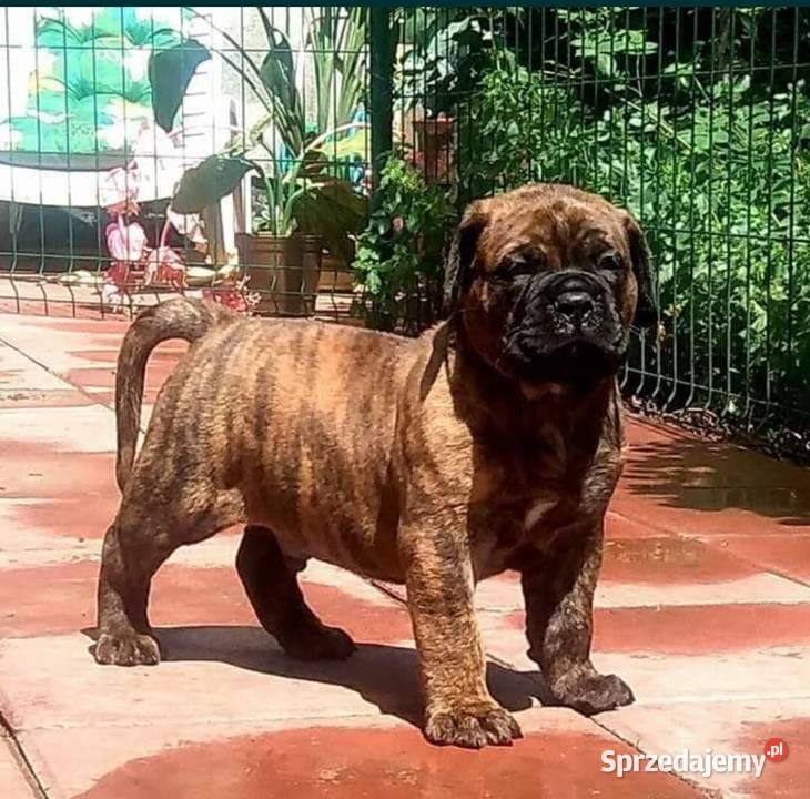 Bullmastiff zapowiedź miotu Lublin sprzedam
