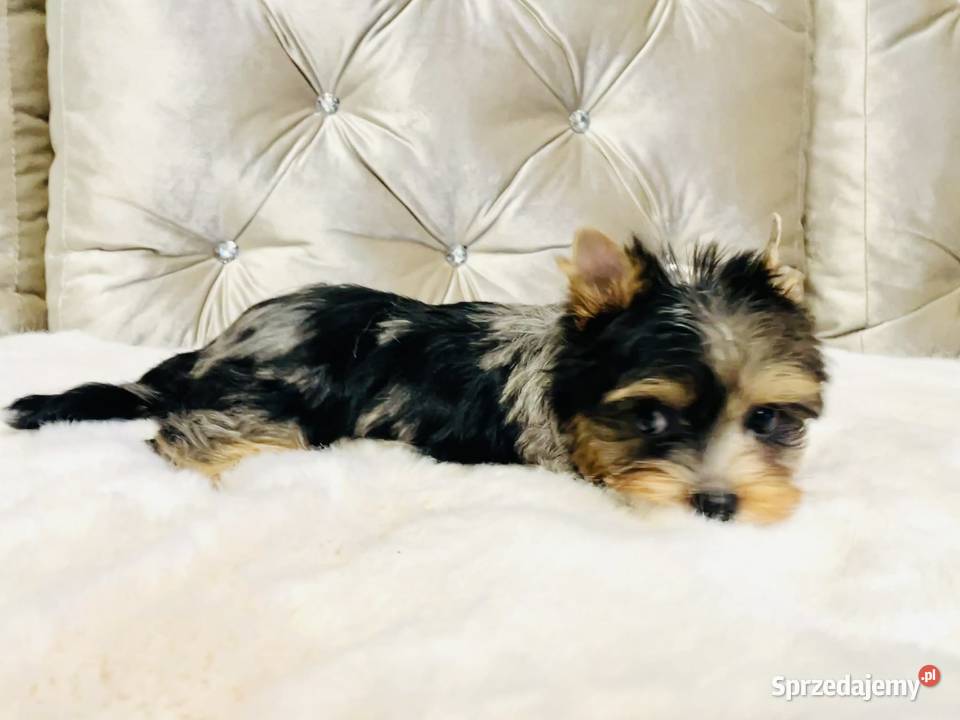 York Tomek z Bajki Marmurkowy kolorowy Cudny Namysłów