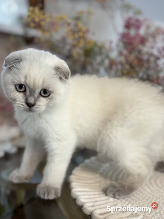 Kot szkocki kocur brytyjski Scottish fold małopolskie Czchów sprzedam