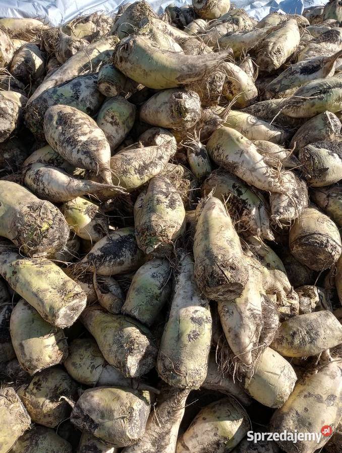 Buraki pastewne Dzierzbiętów Duży