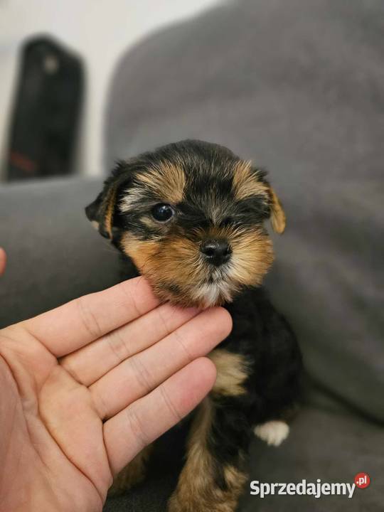 Yorkshire Terrier Samiec z Chipem Wyprawka Psy Częstochowa