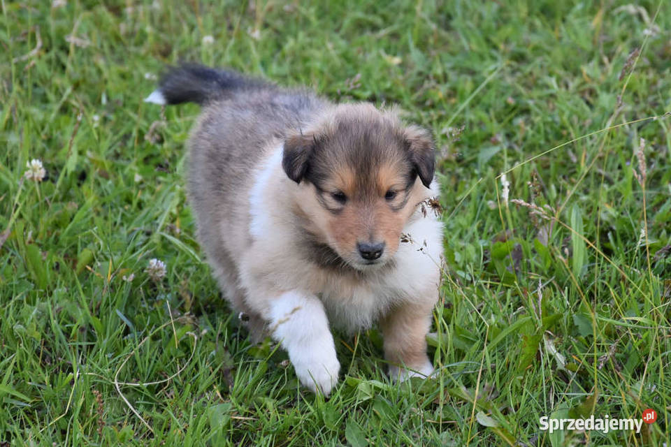 Owczarek szkocki długowłosy collie ZKwPFCI Połazie Świętochowskie