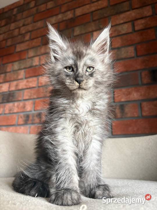 Maine Coon Oreo Szembruk