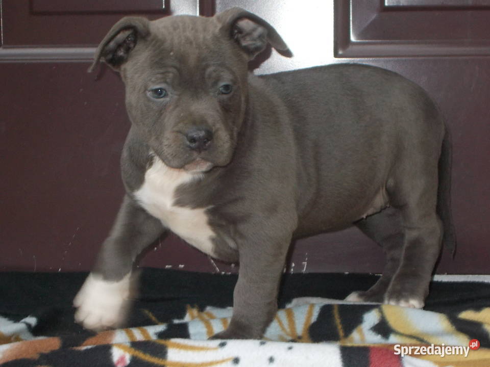 AmstaffBlue Suczki Płock sprzedam